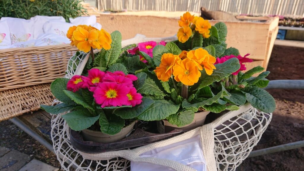 Pflanzen in unserem umweltfreundlichen Baumwollnetz