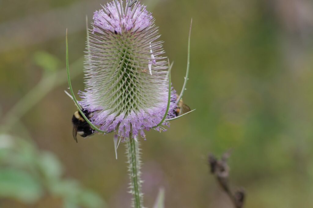 Ein Blütenstande der Wilden Karde an denen Humeln Nektar sammeln