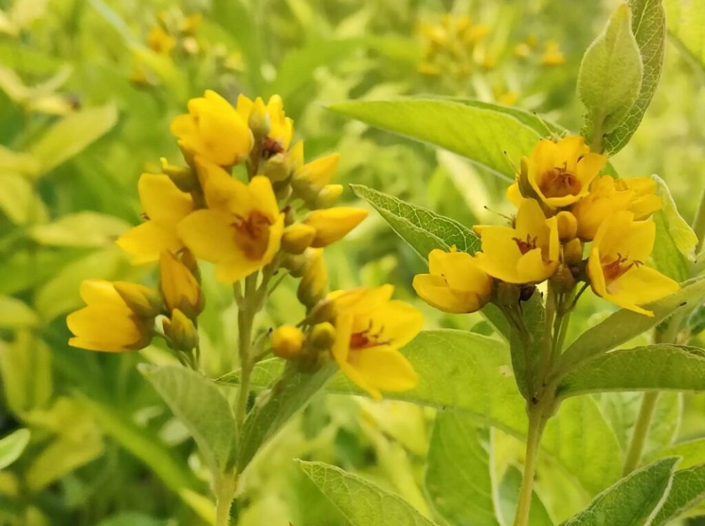 Bild einer Gilbweiderich Blüte