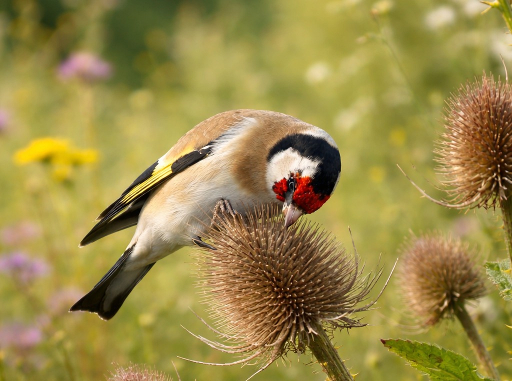 Distelfink an eine Samenstand der Karden