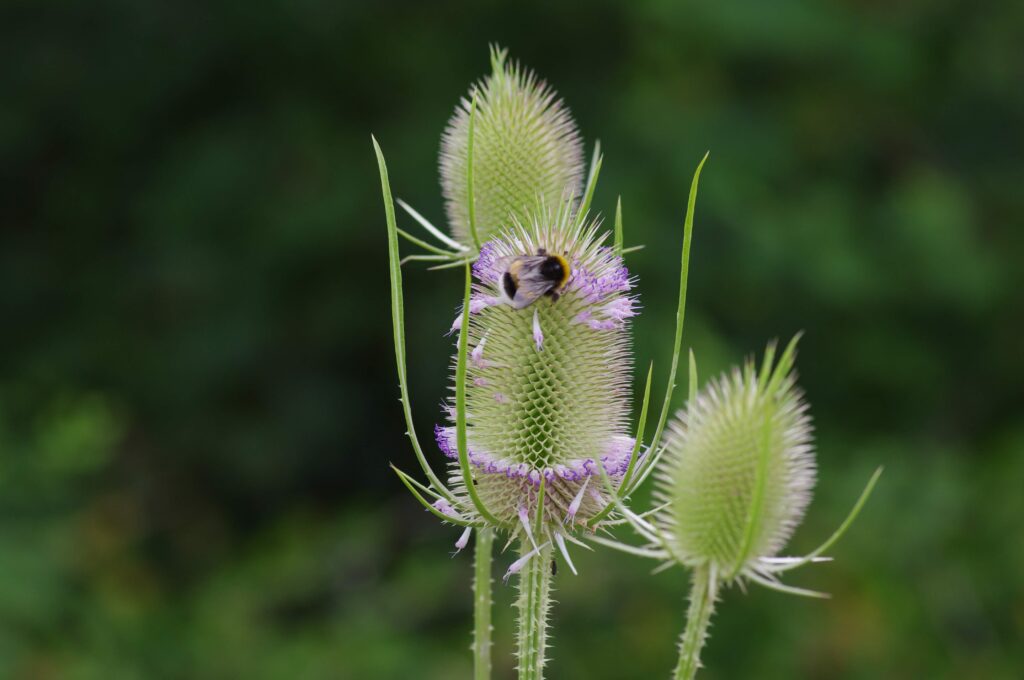 Mehrere Blütenstände der Wilden Karde an denen Humeln Nektar sammeln