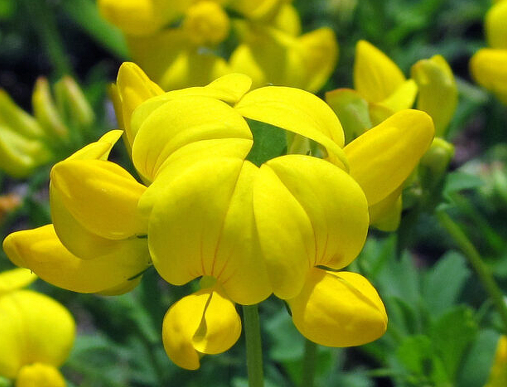 Hornklee Blüte als Nahaufnahme