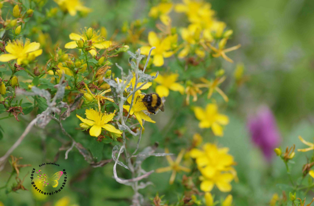 Echtes Johanniskraut, Hypericum perforatum eine Wildstaude für den Naturgarten, Heilpflanzen
