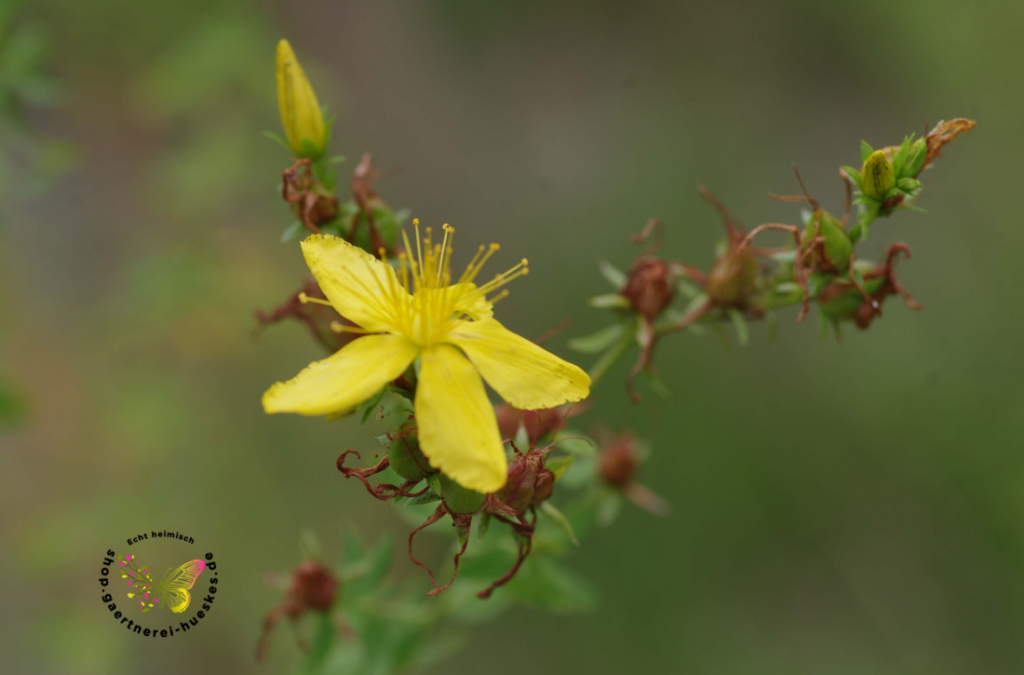 Echtes Johanniskraut, Hypericum perforatum eine Wildstaude für den Naturgarten, Heilpflanzen