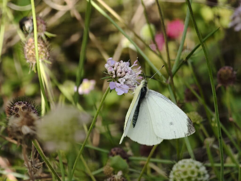 Schmetterling beim Blütenbesuch an einer Wildpflanze.
