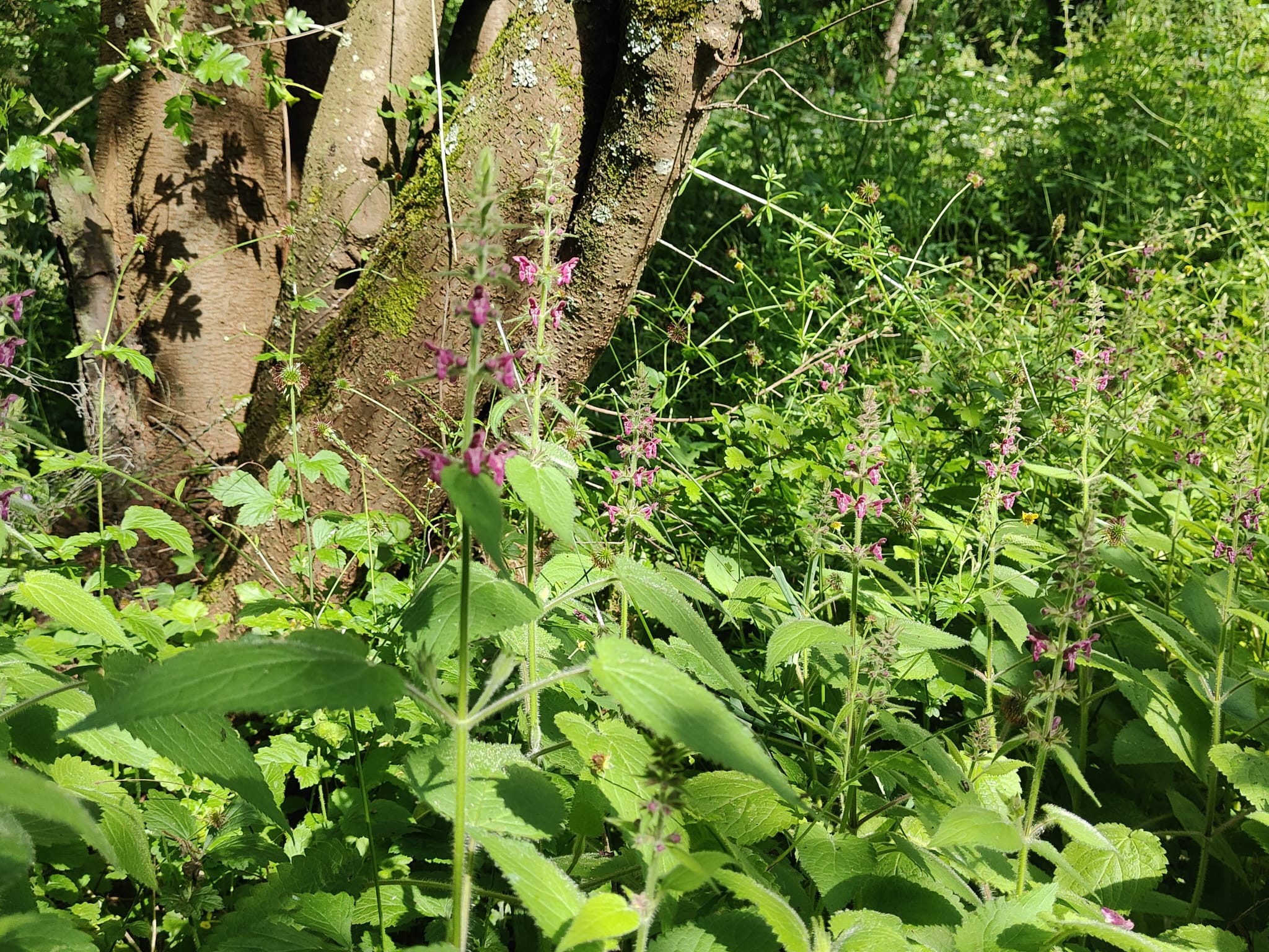Wald-Ziest (Stachys sylvatica) mit purpurroten Lippenblüten.