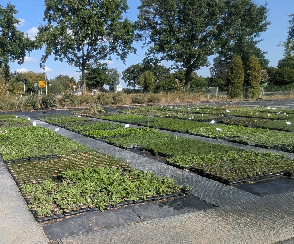 Geschafft! Auf dem neuen Containerfeld wachsen inzwischen Tausende Wildstauden für die kommenden Pflanzsaisons.