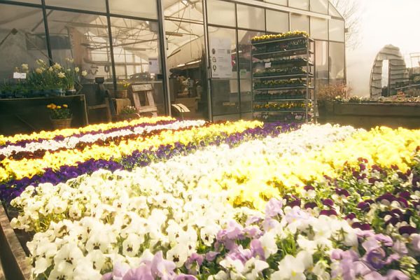 Klaus Hüskes in der Gärtnerei Hüskes erklärt das Einkaufen mit der Lokbest-App im Verkaufsgewächshaus.